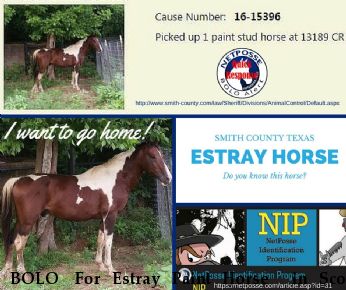 BOLO  For Estray Paint Horse  in Scott County, Texas Near , TX, 